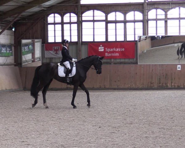 Reitturnier Elisenau 2024