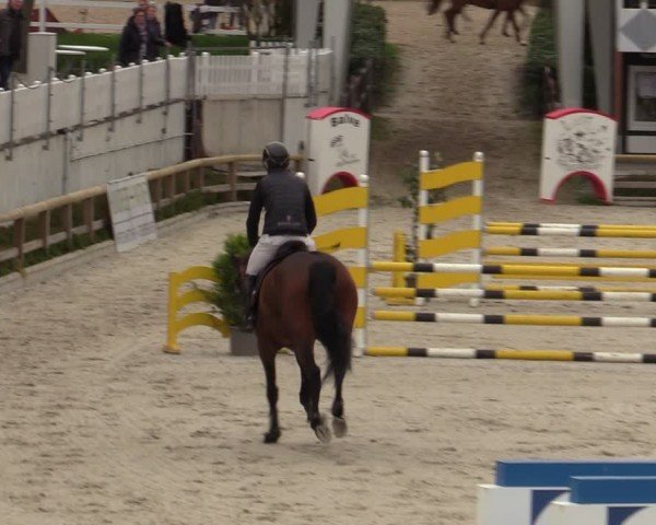 Reitturnier Balve-Wocklum 2024
