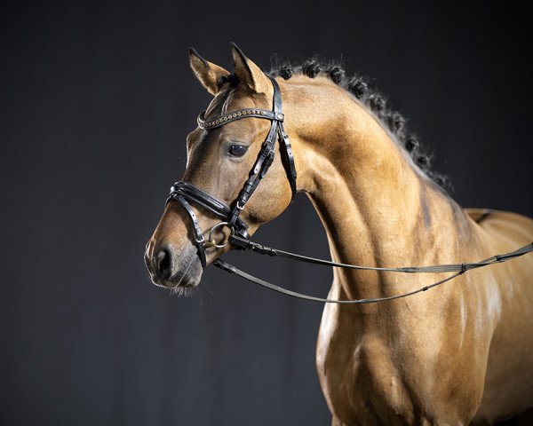 horse Drachenjäger (German Riding Pony, 2018, from Kastanienhof Donnertrommler)