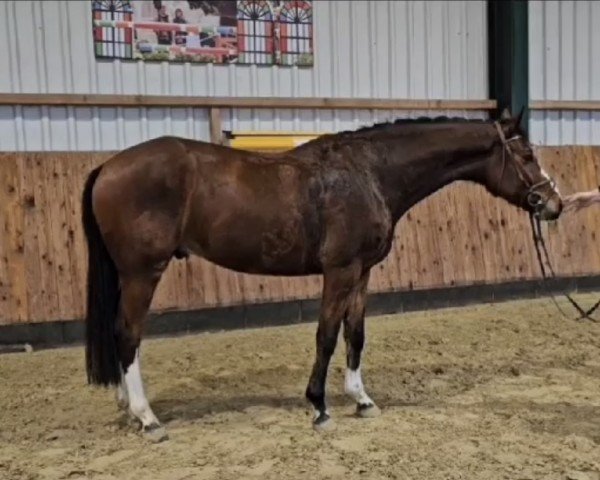 jumper Charming Boy 73 (Hanoverian, 2019, from Cashmere)