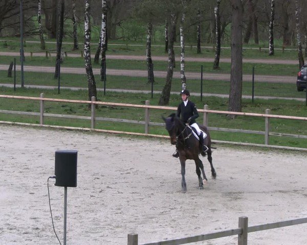 Reitturnier Westergellersen 2024
