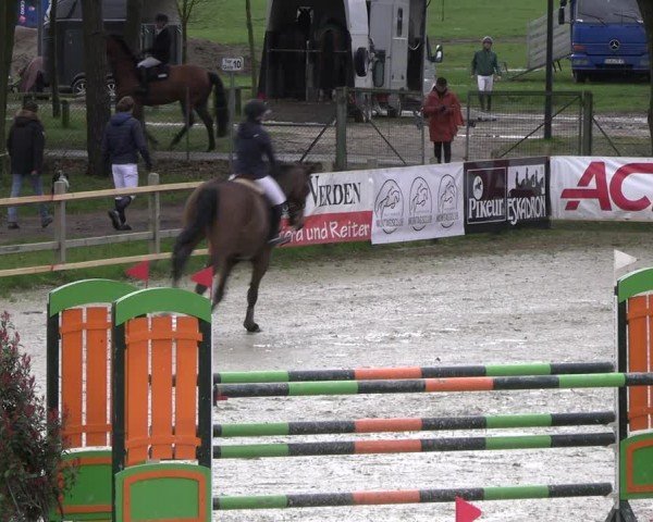 Reitturnier Westergellersen 2024
