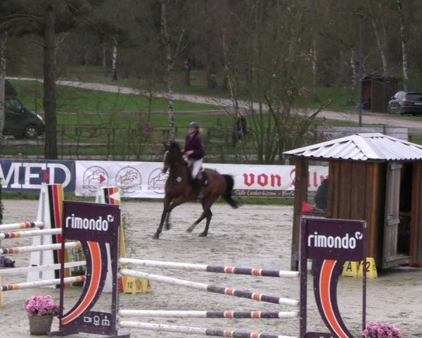 Reitturnier Westergellersen 2024