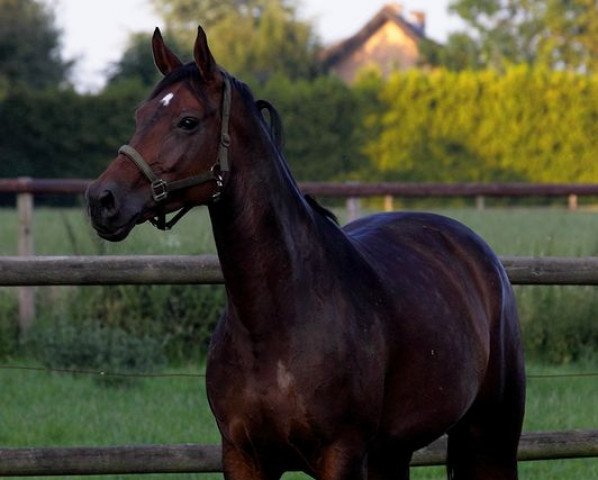 broodmare Lilli Fee 2 (Westphalian, 2002, from Laomedon)
