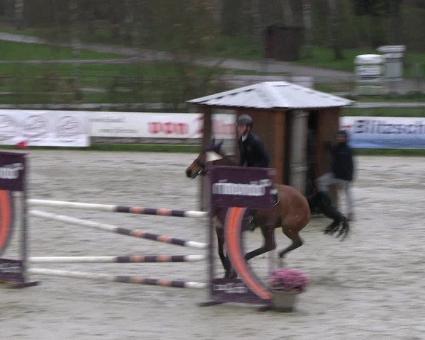 Reitturnier Westergellersen 2024