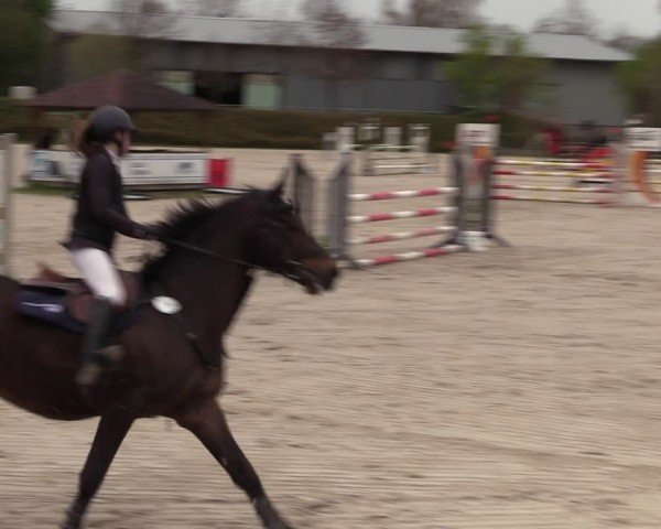 Reitturnier Pietzpuhl 2024