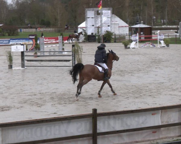 Reitturnier Westergellersen 2024