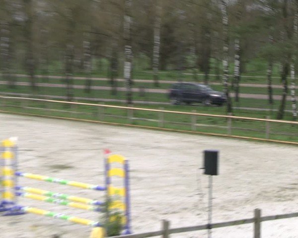 Reitturnier Westergellersen 2024