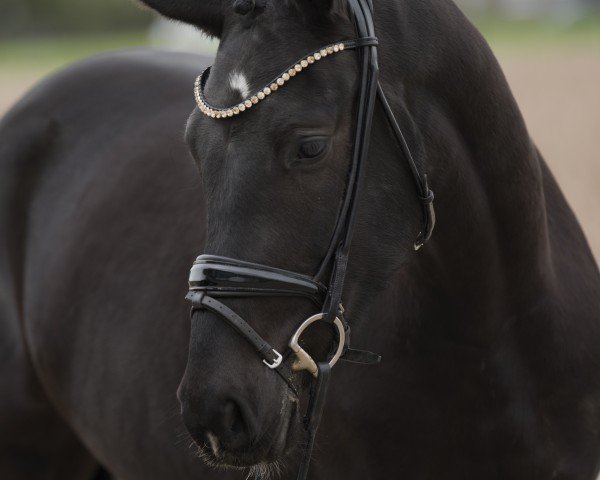 horse Nando SD (German Riding Pony, 2021, from Neverland WE)