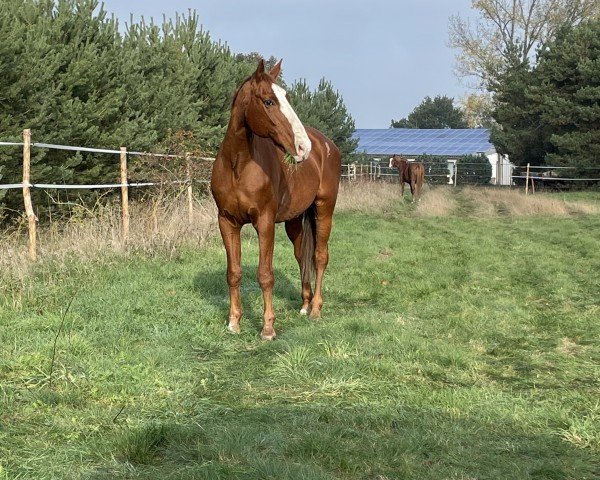 horse Weltklang (Mecklenburg, 1997, from Welt Hit II)