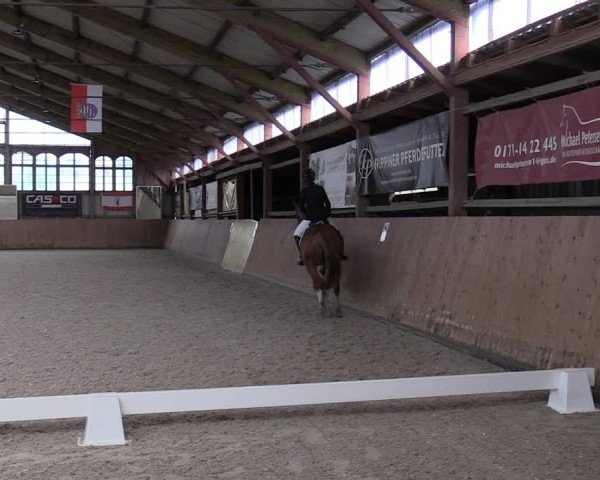 Reitturnier Elisenau 2024