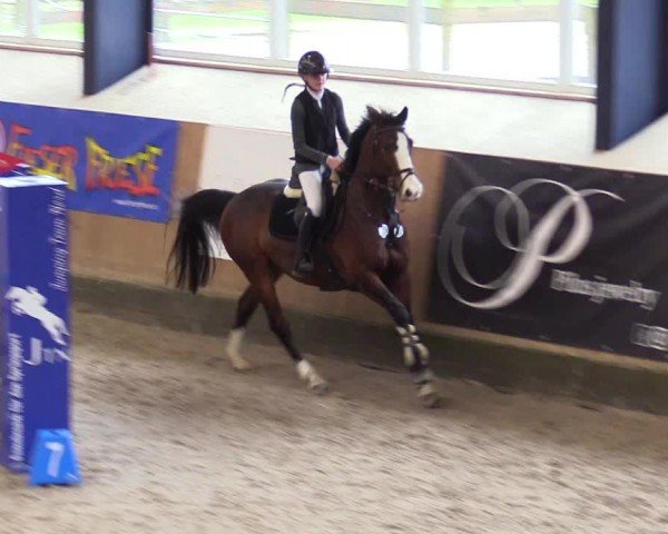 Reitturnier Niebüll - Jumping Team Nord 2024