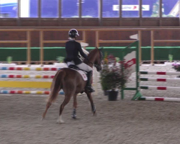 Equestrian Show Päse 2024