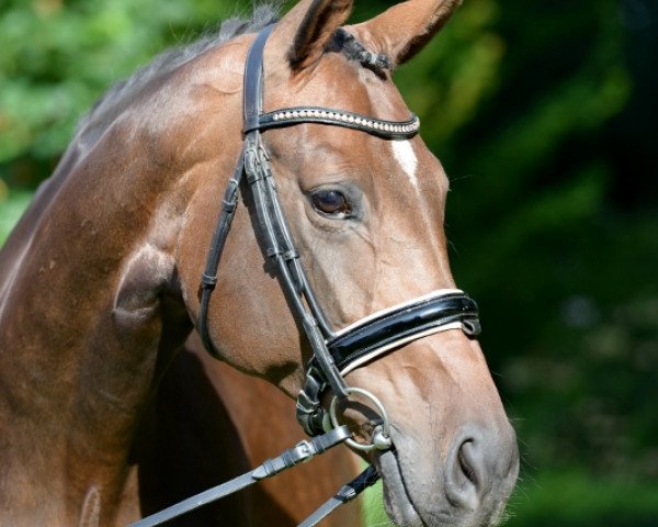 broodmare Seraphina (Oldenburg, 2010, from Serano Gold)
