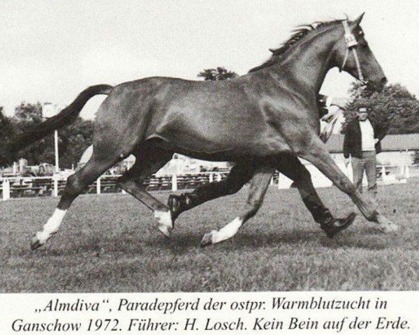 Deckhengst Almanach (Trakehner, 1953, von Abendstern 3972)