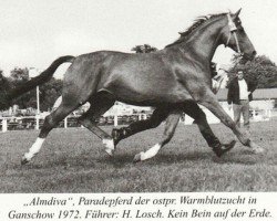 Deckhengst Almanach (Trakehner, 1953, von Abendstern 3972)