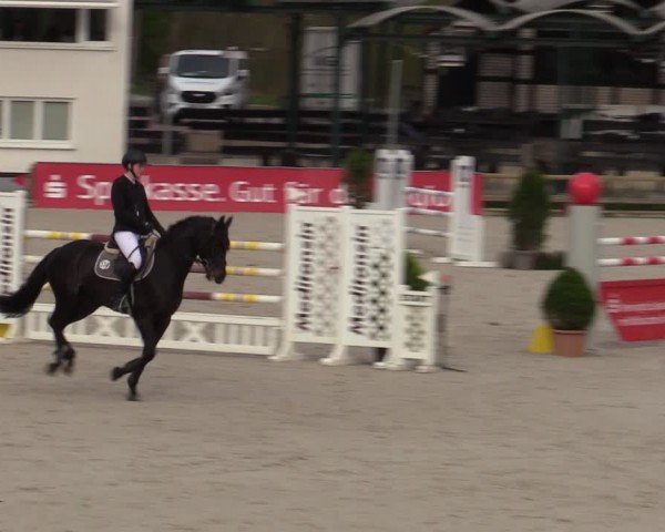 Reitturnier Balve-Wocklum 2024