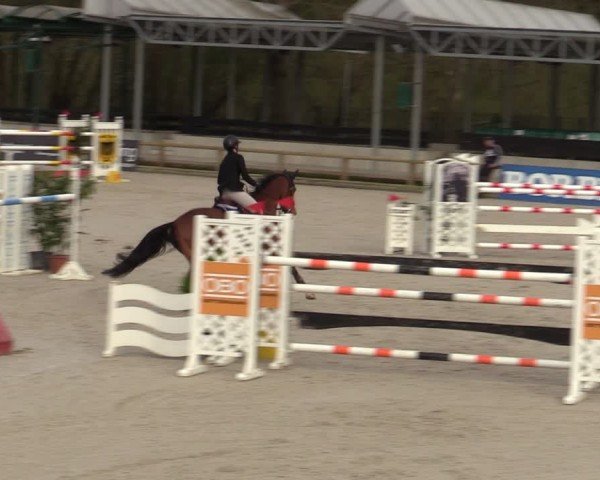 Reitturnier Balve-Wocklum 2024