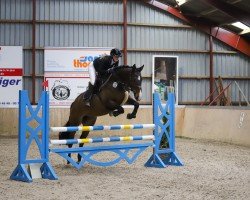 broodmare Serena 76 (Holsteiner, 2015, from Spartacus TN)