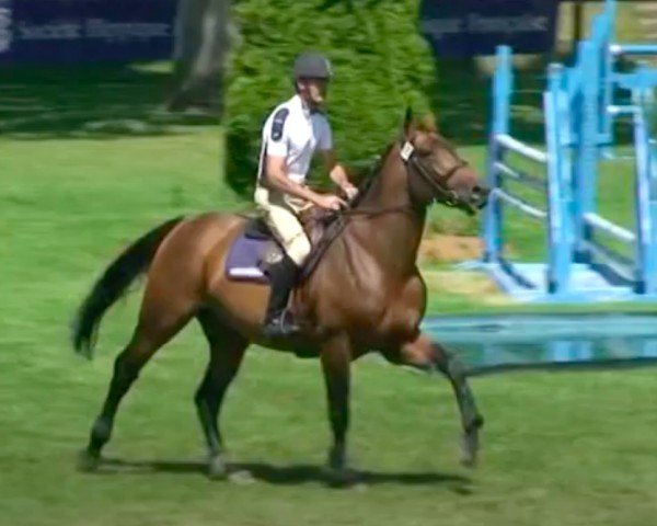 stallion Rockstar de B'Neville (Selle Français, 2005, from Quick Star) stallion Rockstar de B'Neville (Selle Français, 2005, from Quick Star)