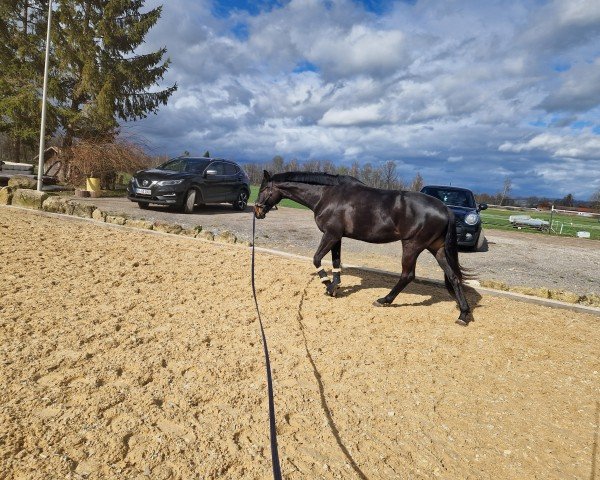 broodmare Anabel (Trakehner, 2016, from Herbstkönig 2)