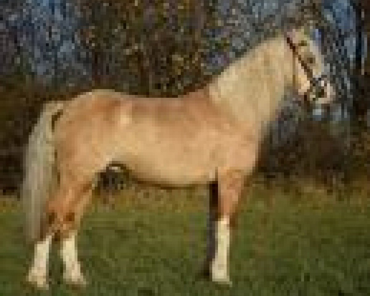 stallion Dillyn Casper (Welsh-Cob (Sek. C), 2013, from Glynteg Double Chester)