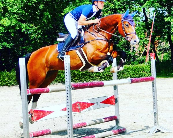 jumper Luise 102 (Oldenburg show jumper, 2012, from Landsieger I)