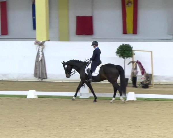 FEI Dressurturnier Stadl Paura 2024