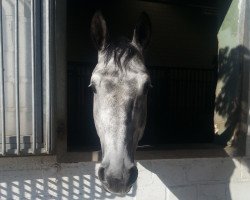 jumper Corrado de Coeur (Oldenburg, 2010, from Coester 4)