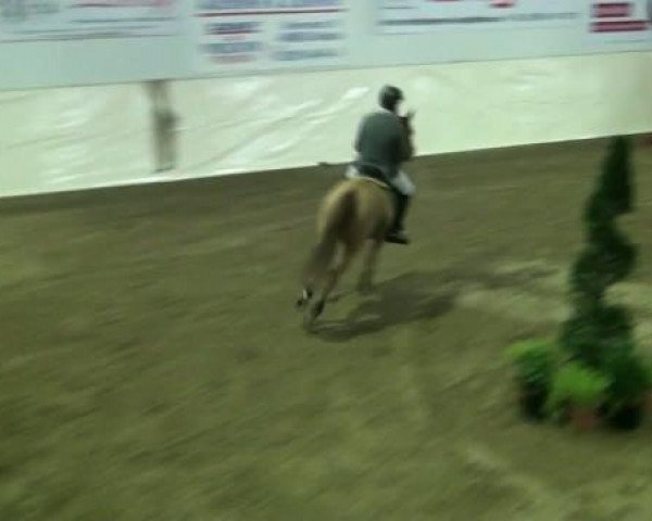 Legdener Ponymeeting 2011