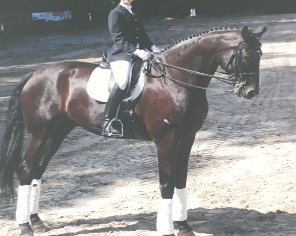 Pferd Dark Diamond 19 (Oldenburger, 1999, von Donatelli I)