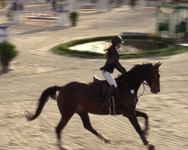 Reitturnier Balve-Wocklum 2024