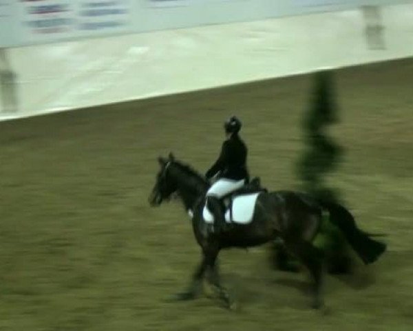 Legdener Ponymeeting 2011