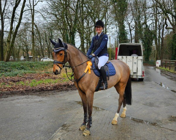 jumper Archie 46 (Westphalian, 2018, from A La Carte NRW)