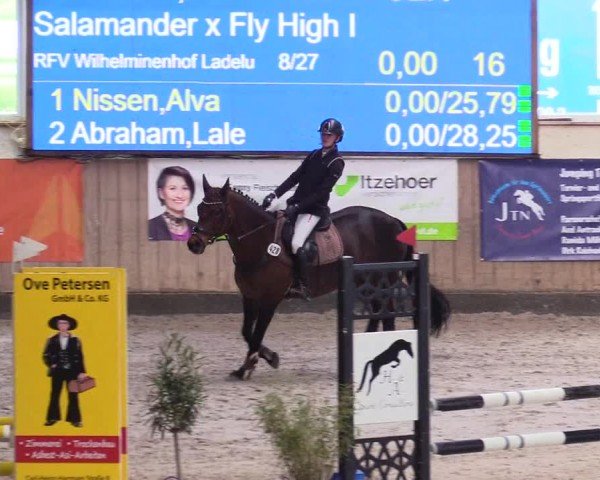 Reitturnier Niebüll - Jumping Team Nord 2024