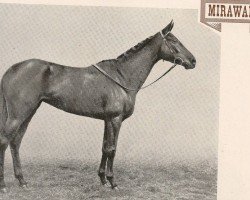 Zuchtstute Mirawala xx (Englisches Vollblut, 1923, von Phalaris xx)