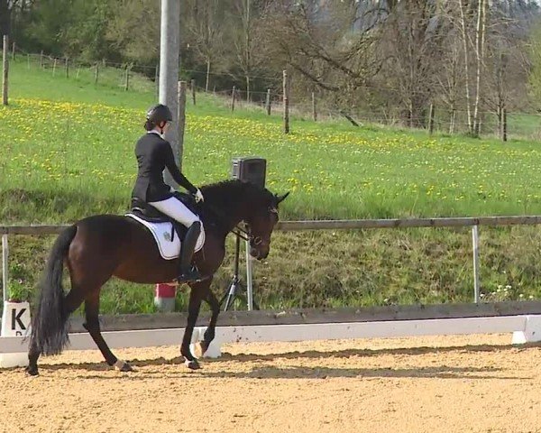 Reitturnier Altentrüdingen/Mfr. 2024