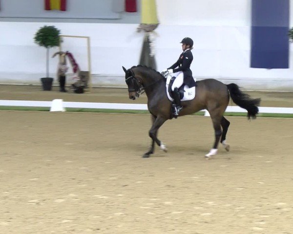 FEI Dressurturnier Stadl Paura 2024