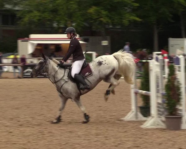 Reitturnier Albersdorf Dithmarsenpark 2021