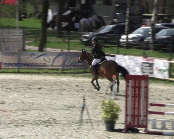Reitturnier Westergellersen 2024