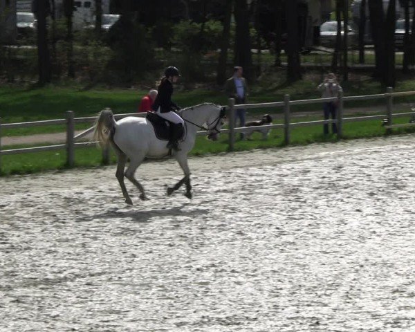 Reitturnier Westergellersen 2024