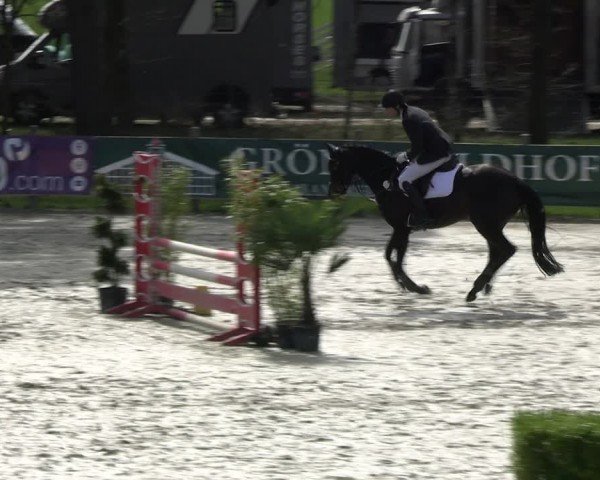 Reitturnier Westergellersen 2024