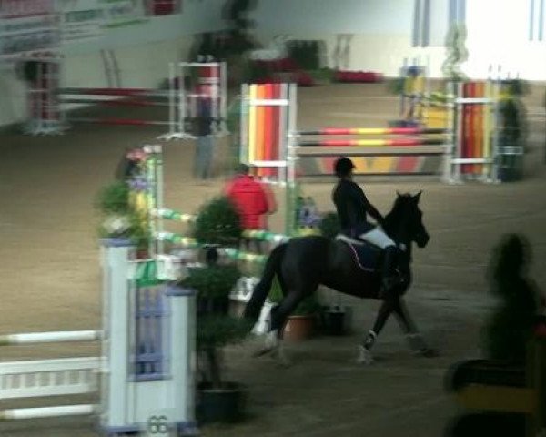 Legdener Ponymeeting 2011