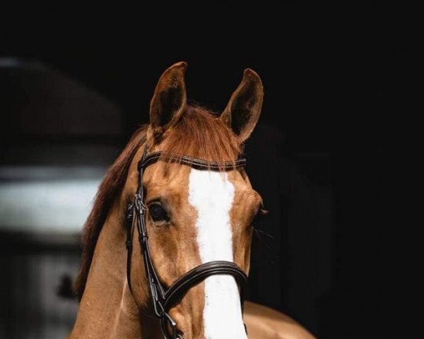 Pferd Cascasall (Lettisches Warmblut, 2016, von Carleone) Pferd Cascasall (Lettisches Warmblut, 2016, von Carleone)