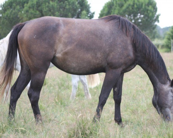 horse Garence de Kerser (anglo european sporthorse, 2016, from Lazzio de Kerser)