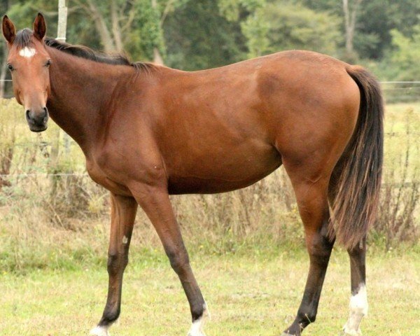 jumper Ivanoe de Kerser (anglo european sporthorse, 2018, from Lazzio de Kerser)