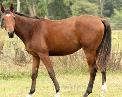 jumper Ivanoe de Kerser (anglo european sporthorse, 2018, from Lazzio de Kerser)