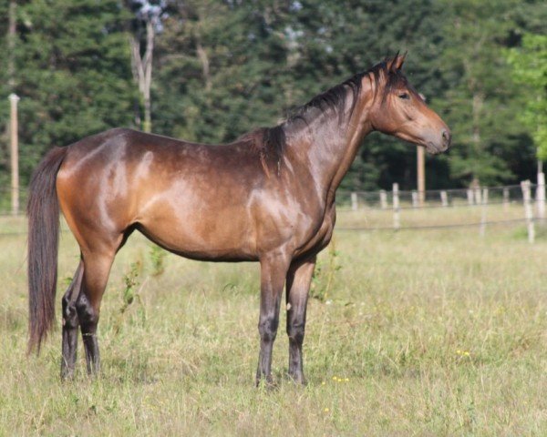 horse Ikara de Kerser (anglo european sporthorse, 2018, from Lazzio de Kerser)
