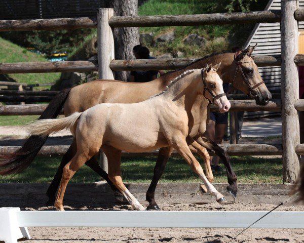 broodmare Nice Cream Choc MT (German Riding Pony, 2023, from FS Next Diamond)