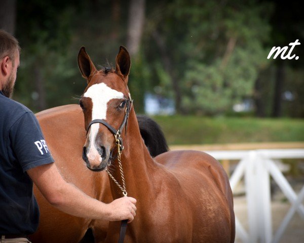 stallion Next Dream Choc MT (German Riding Pony, 2023, from FS Next Diamond)